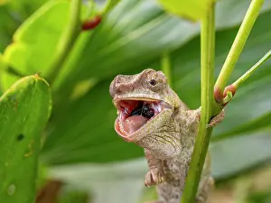 Feeding Prints: Short-horned chameleon eating insect in Andasibe Madagascar