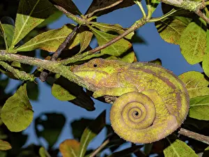 Limbs Prints: Short-horned chameleon resting on a branch in Madagascar's forest during daylight