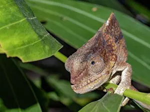 Lizard Prints: Short-horned chameleon resting on a green leaf in Madagascar near Mantadia Lodge