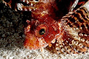 Images Dated 30th May 2008: Shortfin lionfish (Dendrochirus brachypterus), Sulawesi, Indonesia, Southeast Asia, Asia
