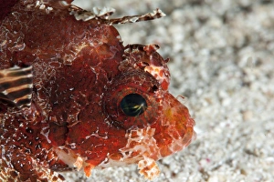 Images Dated 30th May 2008: Shortfin lionfish (Dendrochirus brachypterus), Sulawesi, Indonesia, Southeast Asia, Asia