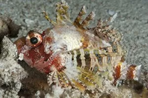 Images Dated 30th May 2008: Shortfin lionfish (Dendrochirus brachypterus), Sulawesi, Indonesia, Southeast Asia, Asia