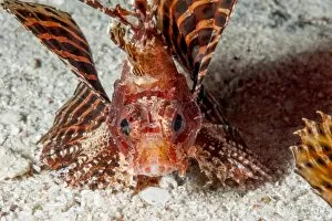 Images Dated 30th May 2008: Shortfin lionfish (Dendrochirus brachypterus), Sulawesi, Indonesia, Southeast Asia, Asia