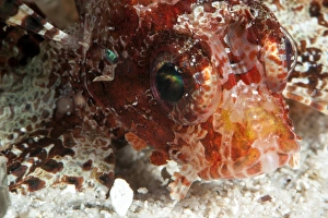 Images Dated 25th May 2008: Shortfin lionfish (Dendrochirus brachypterus), Sulawesi, Indonesia, Southeast Asia, Asia