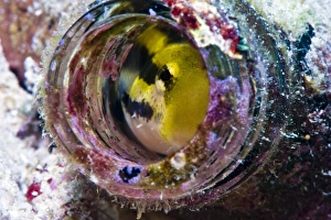 Shorthead fangblenny (Petroscirtes breviceps), inside a coral encrusted bottle, Philippines, Southeast Asia, Asia