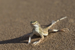 Namibian Prints: Shovel-snouted lizard (Meroles anchietae), Namib Desert, Namibia, Africa