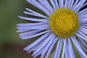 Showy daisy (Erigeron speciosus), Glacier National Park, Montana, United States of America Showy daisy (Erigeron speciosus), Glacier National Park, Montana, United States of America