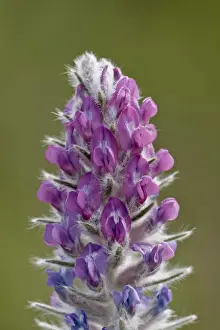 Albert A Prints: Showy locoweed (whorled locoweed) (Oxytropis splendens)