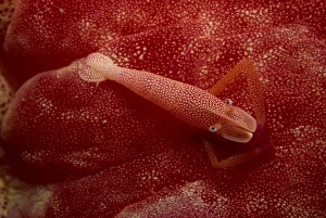 Crustacean Prints: Shrimp living on the skin of a spanish dancer nudibranch