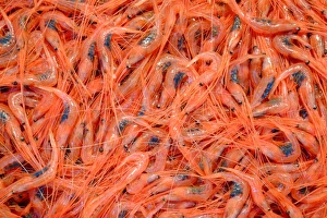 Shrimps at Mercado Nuestra Senora de Africa, Santa Cruz de Tenerife, Tenerife, Canary Islands