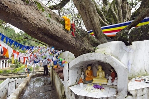 Religious Offering Prints: Shrine on a Bodhi tree, UNESCO World Heritage Site, Kandy, Hill country, Sri Lanka, Asia