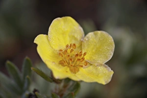 Albert A Prints: Shrubby cinquefoil (Potentilla fruticosa)
