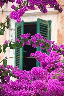 Shutters Prints: Shuttered window and blossom, Cavtat
