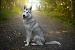 Canine Prints: Siberian Husky dog side view, sitting and looking into camera, Italy, Europe