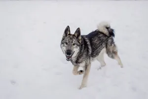 Promenades Prints: Siberian husky on a walk on a winter day at an animal shelter