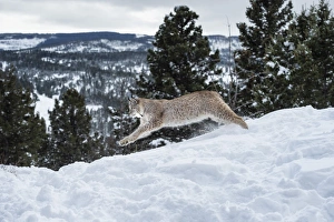 Montana Prints: Siberian lynx (Iberian lynx) (Lynx lynx), Montana, United States of America, North