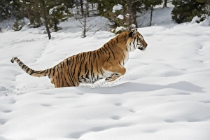 Siberian Tiger (Panthera tigris altaica), Montana, United States of America, North