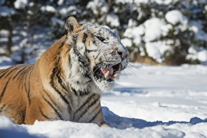 Siberian Tiger (Panthera tigris altaica), Montana, United States of America, North