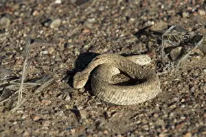Sidewinder snake (Peringueys adder) (Bitis peringueyi), Skeleton Coast National Park, Namibia, Africa