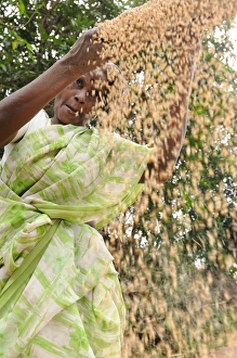 Tamil Nadu Prints: Sieving grains in rural India, Trissur, Tamil Nadu, India, Asia