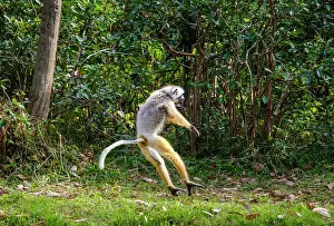 Energy Prints: Sifakas dance in the forest of Madagascar showcasing their unique movement and playful nature
