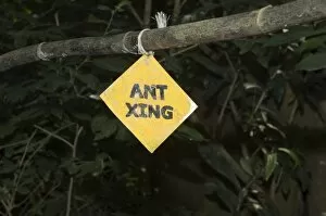 s ign s o you don t s tep on a s tream of leaf cutter ants , Monteverde