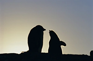 South Pole Prints: Silhouette of adelie penguin and chick, Antarctica, Polar Regions