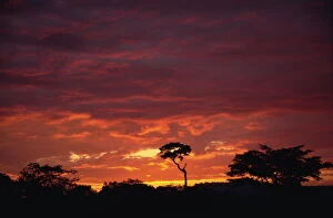 Dramatic Skies Collection: Silhouette of African trees at sunrise, Uganda, East Africa, Africa