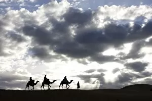 Images Dated 12th October 2010: Silhouette of Berber man leading three camels along the ridge of a sand dune in the Erg Chebbi