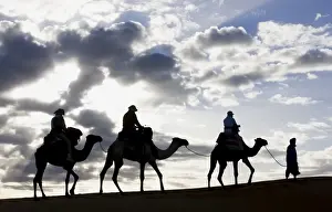 Erg Chebbi Prints: Silhouette of Berber man leading three camels along the ridge of a sand dune in the Erg Chebbi sand sea near Merzouga