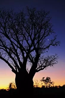 Silhouette of Boab tree and moon, Kimberley, Western Australia, Australia, Pacific