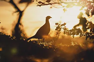 Silhouettes Prints: A silhouette of a cock male pheasant in afternoon glow light