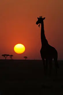 Typically African Prints: Silhouette of giraffe (Giraffa camelopardalis) at sunset, Serengeti National Park