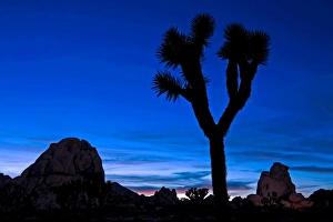 Cactus Prints: Silhouette of Joshua tree