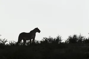 Females Prints: Silhouette of Lioness (Panthera leo)