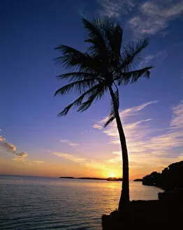 Images Dated 4th February 2008: Silhouette of a palm tree against the sunset on the coast of Florida, United States of America