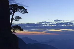 Images Dated 1st November 2005: Silhouette of pine tree, White Cloud scenic area, Huang Shan (Mount Huangshan)