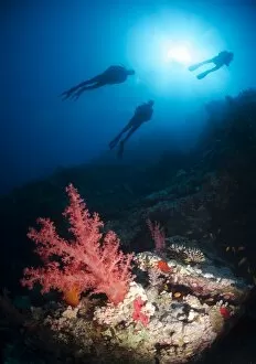 Images Dated 8th April 2011: Silhouette of three scuba divers above coral reef, Ras Mohammed National Park, Red Sea, Egypt