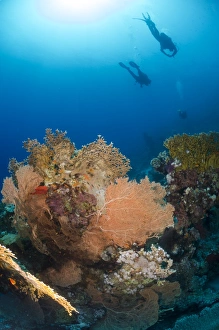 Red Sea Prints: Silhouette of two scuba divers above coral reef
