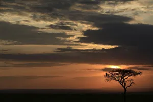 Typically African Prints: Silhouette of a tree at sunrise, Masai Mara Game Reserve, Kenya, East Africa, Africa