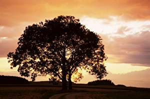 Silhouette of a tree at sunset