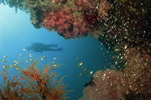 Diver Prints: Silhouetted diver above reef off Saparua Island