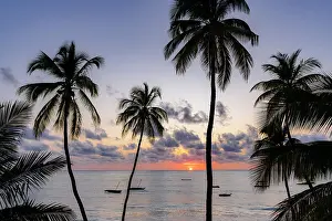 Back Lit Prints: Silhouettes of palm trees with boats moored in the sea at dawn on background