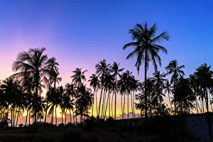 Back Lit Prints: Silhouettes of palm trees under the romantic sky at dawn