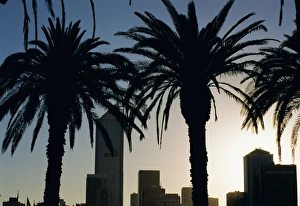 Docklands Prints: Silhouettes of palms and city buildings from Docklands, Melbourne, Victoria, Australia