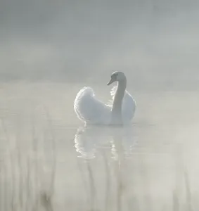 Open Water Prints: Silted swan (Cygnus olor) swims in impressive position on a lake