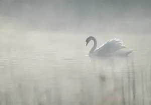 Open Water Prints: Silted swan (Cygnus olor) swims in impressive position on a lake