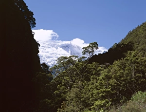 Westland Prints: Silver Beech Forest and Rob Roy Glacier