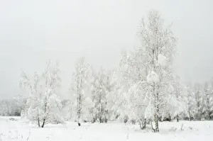 Silver Birch Prints: Silver birch (Betula pendual) tree growing on snow covered meadow in February, Bialowieza