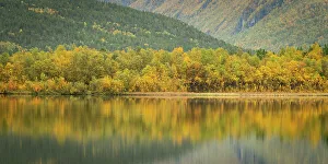 Reflective Prints: Silver birch (Betula pendula) reflected in lake, Norway, Scandinavia, Europe